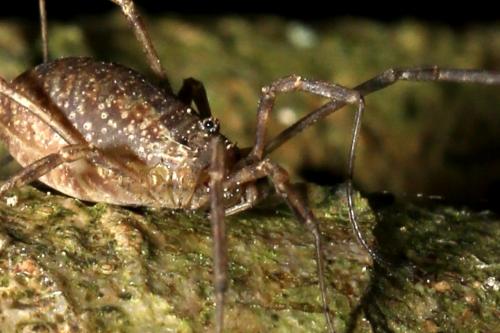 Oligolophus tridens